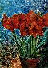 Les Amaryllis