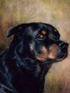 Freedom, Rottweiler