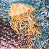 La M�duse d'Or